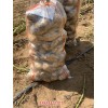 新闻:唐山地蛋种植基地-唐山滦南洋芋基地(查看)