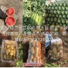 新闻:河北唐山京欣西瓜报价(推荐商家)(图)_河北滦南甜王西