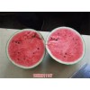 新闻:河北定州西瓜报价