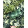 河北唐山圆白菜基地(图)-唐山乐亭圆白菜批发价格