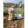 新闻:定州马铃薯代收-河北乐亭出口土豆种植基地(优质商家)