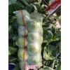 新闻:定州大头菜批发(优质商家)