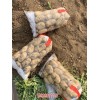 新闻:唐山玉田县地蛋供应商(图)