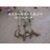 新闻:批发金弹子苗_金蛋子种苗批发