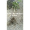 新闻:供应黄蜡瓜苗_五叶木通种苗批发(推荐商家)(图)_出售