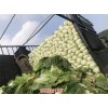 唐山滦南蔬菜代办公司(在线咨询)-河北唐山紫白菜哪便宜