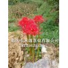 新闻:新鲜石蒜球根_彼岸花种子哪里有卖(在线咨询)