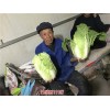 新闻:河北定州紫白菜供应商
