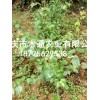 新闻:供应翡翠豆腐苗_豆腐柴苗种植基地(推荐阅读)