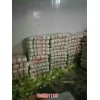 新闻:河北昌黎紫白菜种植基地(图)