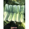 新闻:河北滦南出口白菜批发(优质商家)_河北昌黎大白菜基地(