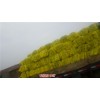 新闻:唐山北京三号白菜种植基地(在线咨询)