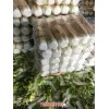 新闻:唐山滦南黄心菜供应商-河北定州北京三号白菜代销(在线咨