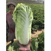 新闻:河北乐亭蔬菜出口公司-河北唐山北京三号白菜代收(在线咨