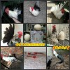 新疆维吾尔自治区阿克苏地区哪里有卖火鸡的多少钱