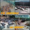 黑龙江省黑河哪里有卖白孔雀的