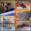 台湾省宜兰县哪里有卖白孔雀的多少钱