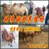 浙江省绍兴哪里有卖骑乘骆驼的