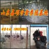 黑龙江省哈尔滨哪里有卖蓝孔雀的多少钱