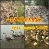 陕西省商洛哪里有卖大雁的多少钱