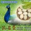 浙江省绍兴哪里有卖成年非洲鸵鸟的多少钱
