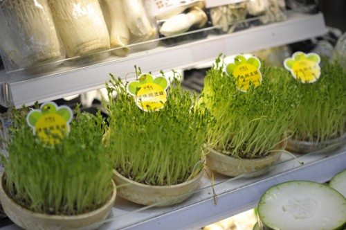 朝阳芽苗菜无土栽培技术培训