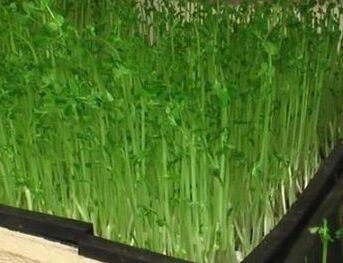 东营芽苗菜无土栽培室内培育