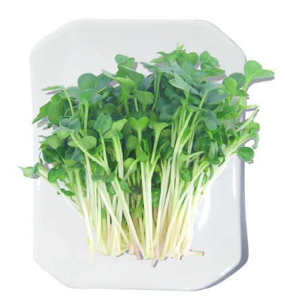 双柏芽苗菜绿色蔬菜如何种